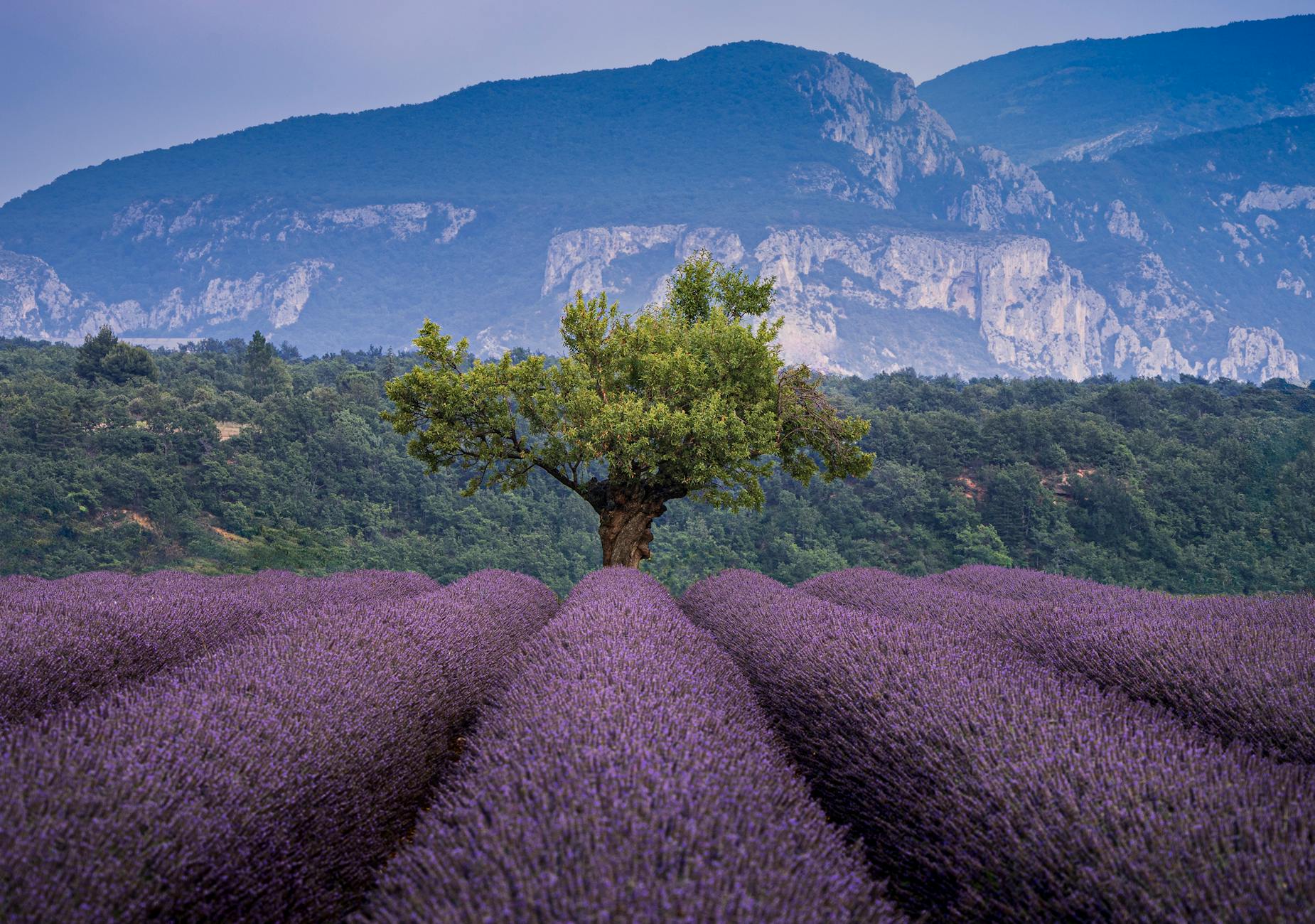 A picturesque view of lavender fields with a lone tree and mountains in Valensole, Provence, France.